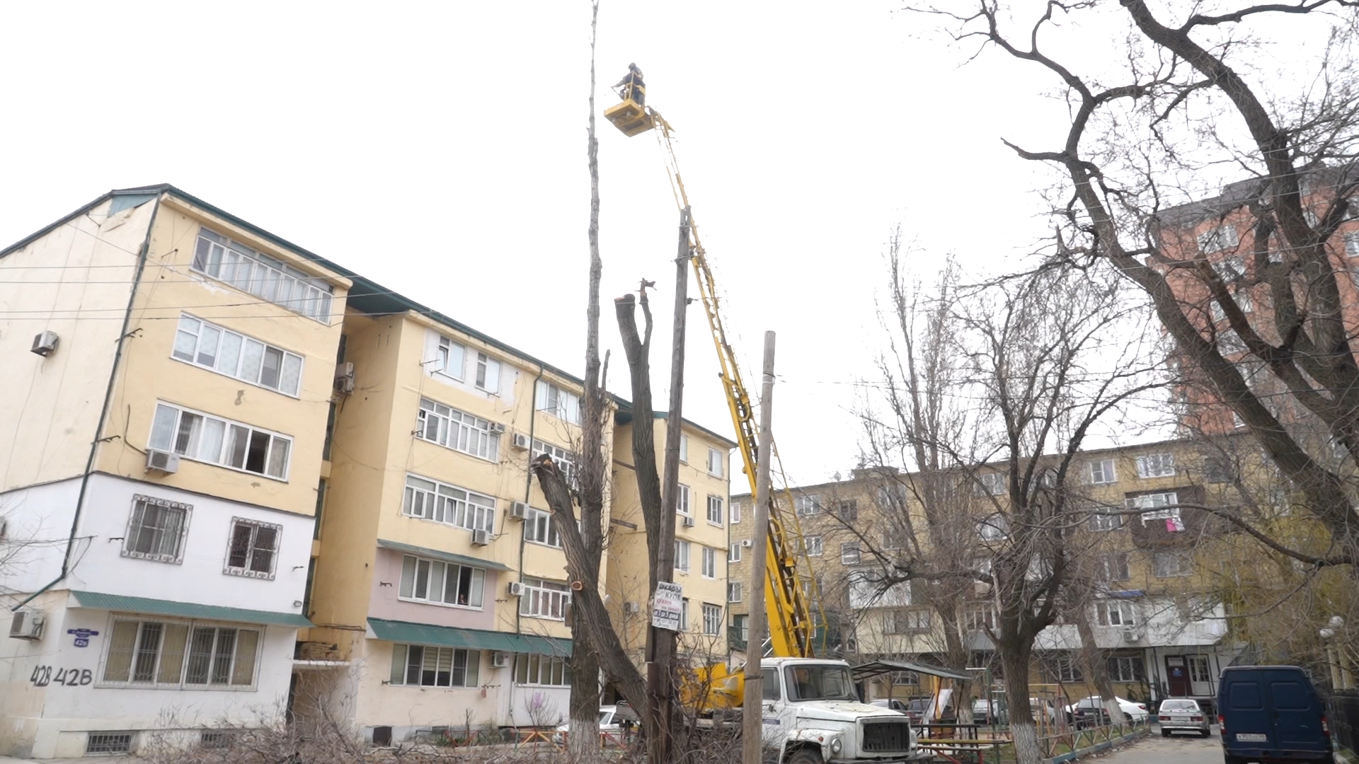 В Махачкале идет обрезка деревьев | 16.03.2023 | Новости Махачкалы -  БезФормата